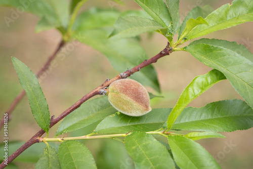 Fotografija Little young  peach fruits growing at April and May