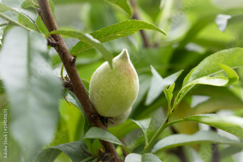 Tablou pe pânză Little young green peach fruits growing at April and May