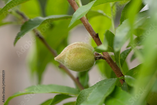 Photography Little young green peach fruits growing at April and May