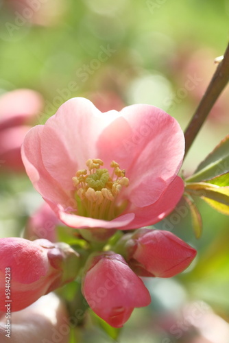 Pink flower of the apple tree is blooming.