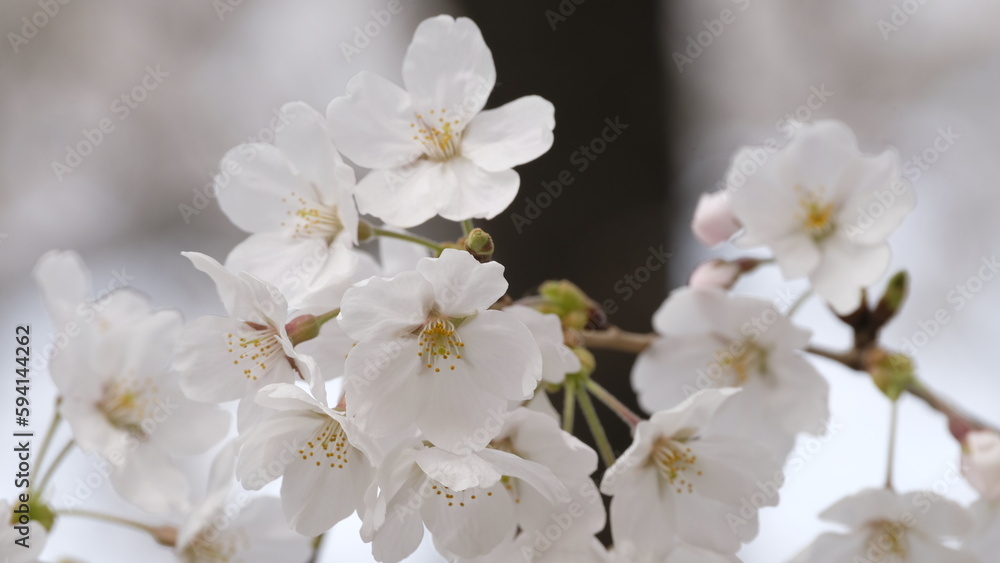 white cherry blossom white cherry blossom