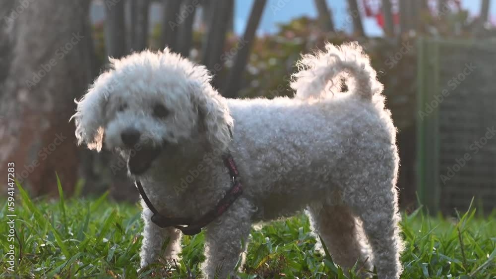 Poodle playing in a city square on grass Poodle playing in a city square on grass