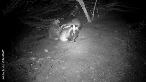 Three badgers Meles meles family after waking up in  spring forest

