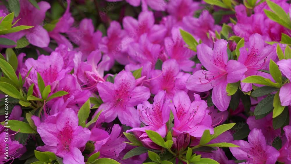 Pink flowers in the park Pink flowers in the park