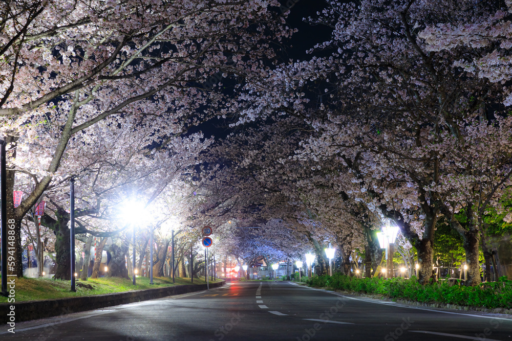 ライトアップされた大村公園横の道路と桜並木　長崎県大村市　Illuminated road and rows of cherry trees next to Omura Park. Nagasaki Pref, Oomura city.