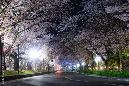 ライトアップされた大村公園横の道路と桜並木 長崎県大村市 Illuminated road and rows of cherry trees next to Omura Park. Nagasaki Pref, Oomura city.