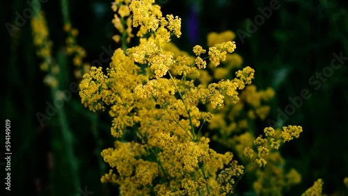 Isatis tinctoria. Lots of yellow small flowers. blurred background.