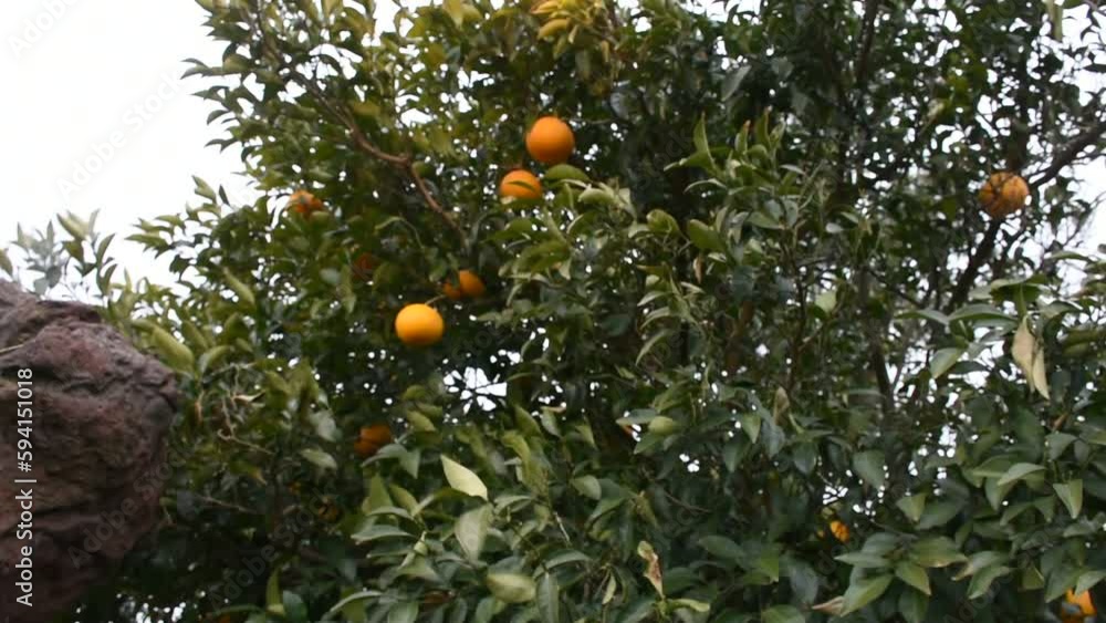 Plantation agriculture of hallabong mandarin oranges fruits plant tree