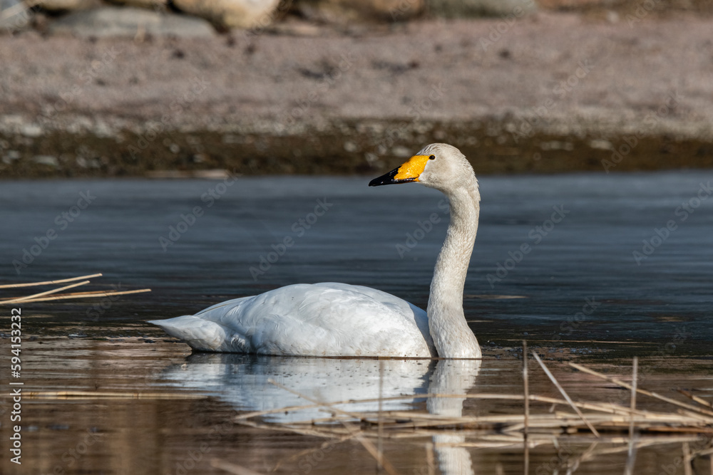 whooper swan swims in a lake with the water in the background whooper swan swims in a lake with the water in the background