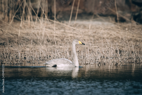 gray whooper swan swimming in a marsh with the sun shining on the water.