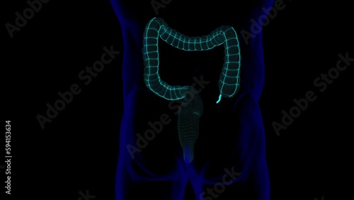 3D rendering Human Digestive System Anatomy (Large Intestine) with wire frame