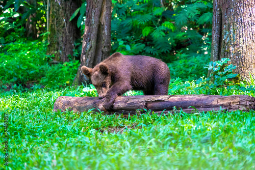 Brown Bear playing in the forest © Daniel Ferryanto