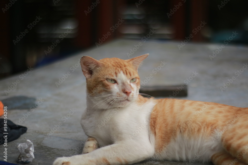 a ginger cat is relax