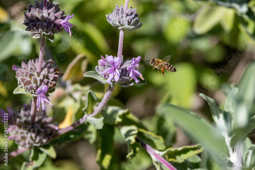 A honey bee collecting pollen from a wild flower