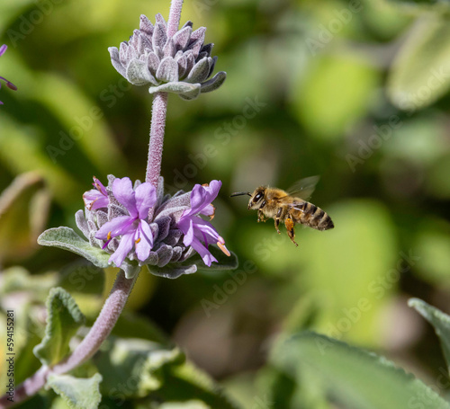 A honey bee collecting pollen from a wild flower