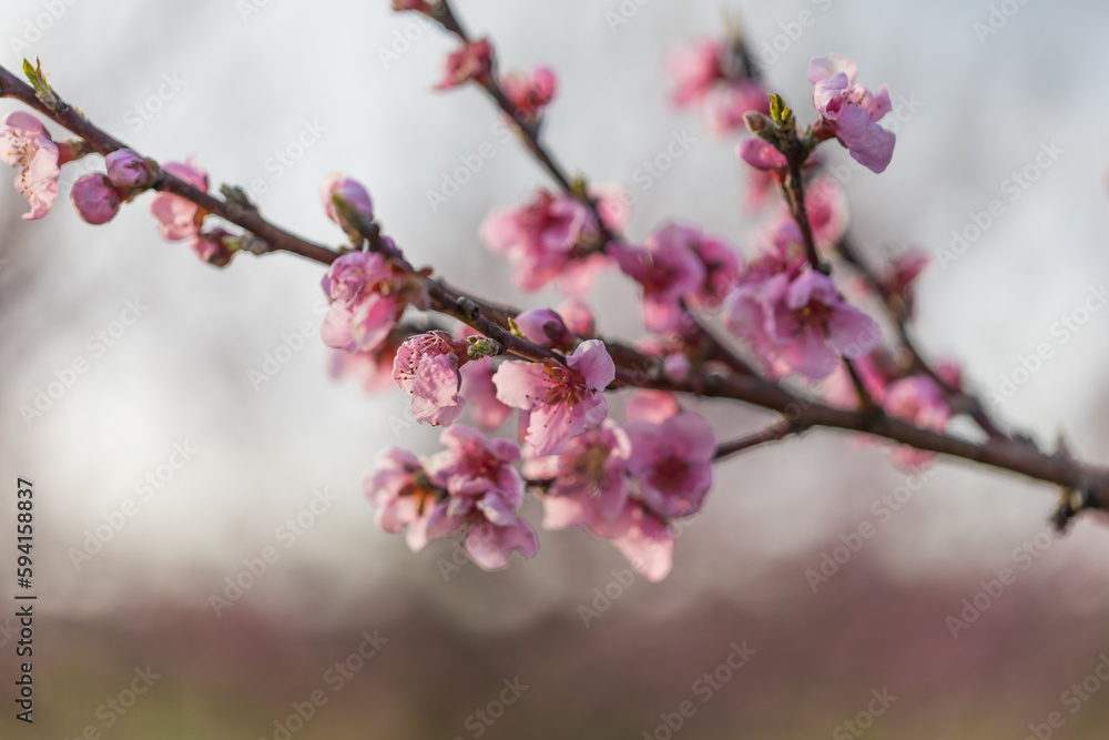 Beautiful peach orchard. There are pink flowers on the trees. There is green grass between the trees. The sky is blue. Beautiful peach orchard. There are pink flowers on the trees. There is green grass between the trees. The sky is blue.