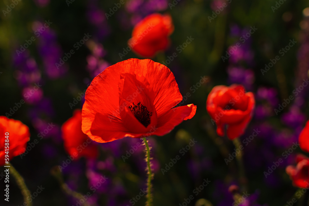 Obraz premium Poppies field sunset. Bright scarlet flowers in the orange sunset light. Warm atmospheric summer landscape. Natural background for design, wallpaper, paintings. Wild wildflowers in the setting sun