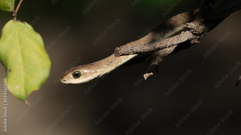 The boomslang is a large, highly venomous snake in the family Colubridae. This snake is in a tree in South Africa. The boomslang is a large, highly venomous snake in the family Colubridae. This snake is in a tree in South Africa.