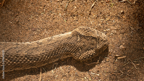 Deadly African Viper in the bush.