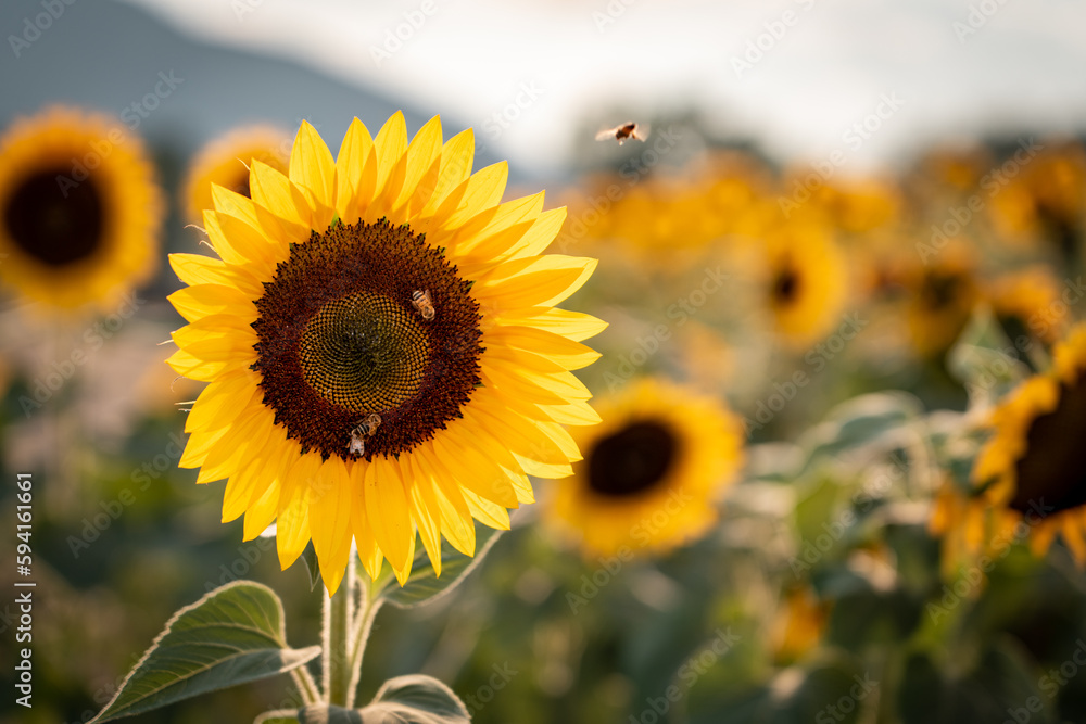 Obraz premium Abeja Volando en Girasol