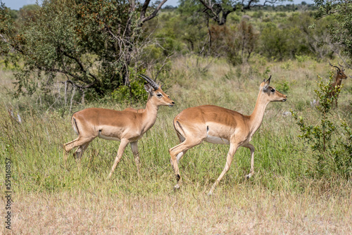 Fototapeta Naklejka Na Ścianę i Meble -  Impalas in bush, Kruger park, South Africa