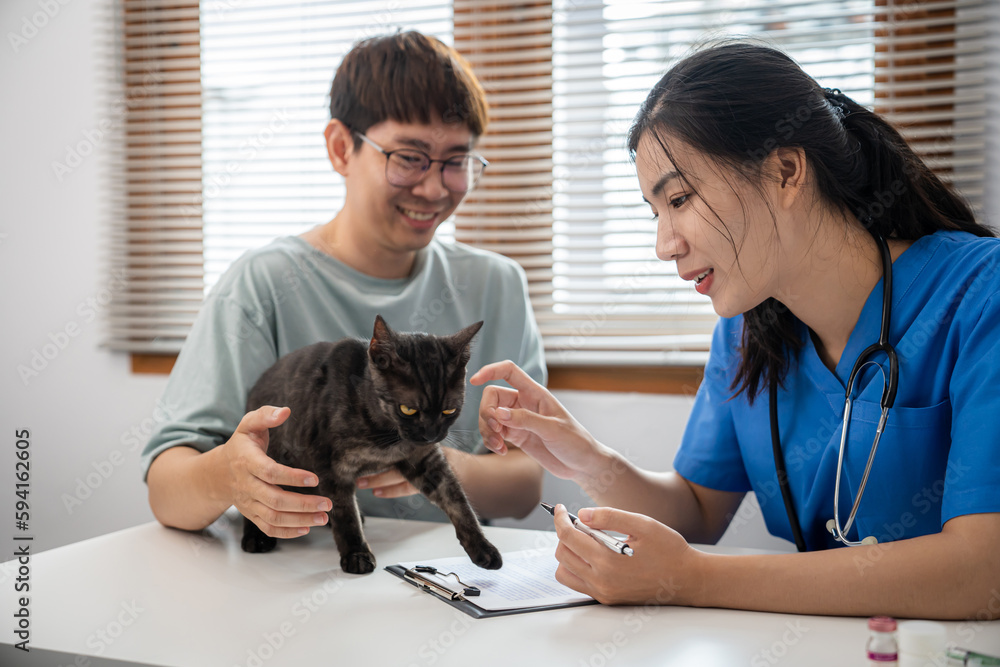 Professional vet doctor helps cat. owner cat holding pet on hands. Cat on examination table of veterinarian clinic. Veterinary care. Vet doctor and cat