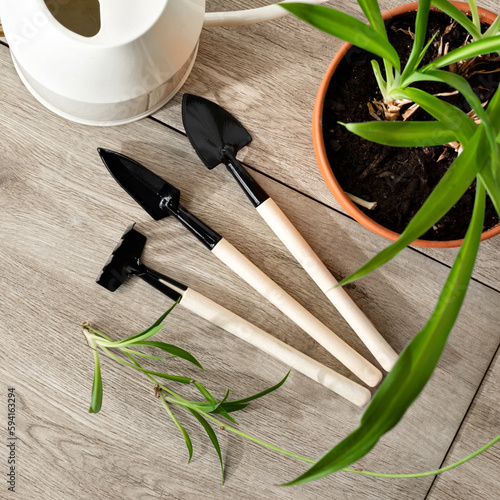 House plants gardening spring concept, small tools for garden work, watering can, spades, rake, houseplant in pot, home flowers care ang growing composition