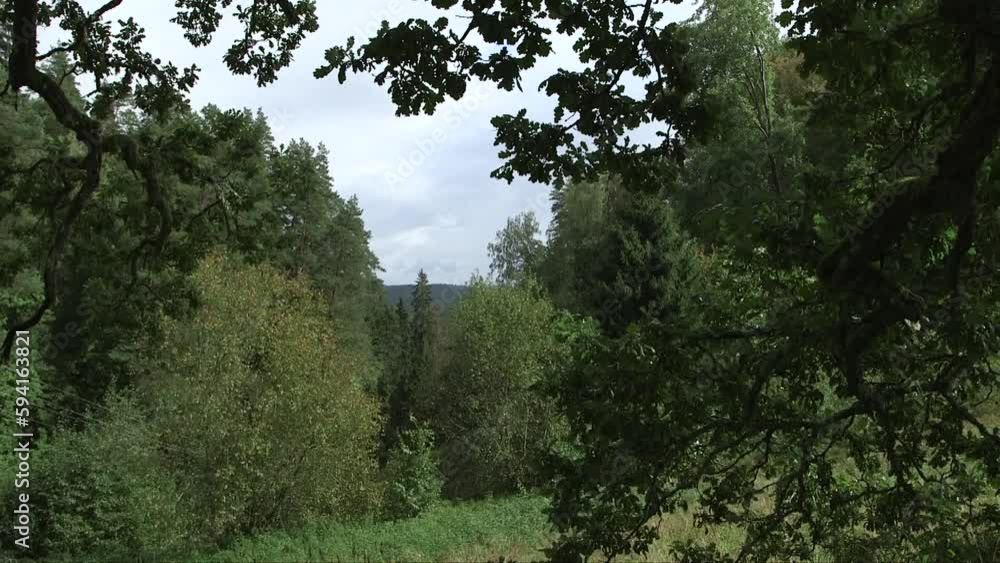 Dolly shot of a beautiful forest landscape through oak branches Dolly shot of a beautiful forest landscape through oak branches