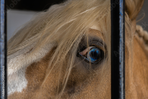 blue eye of horse close-up behind the bars of his stall looking at the camera