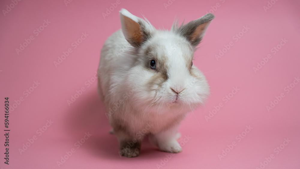 Portrait of a cute gray-white rabbit on a pink background. Portrait of a cute gray-white rabbit on a pink background.
