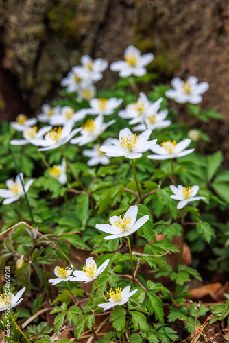 White Wood anemone at spring