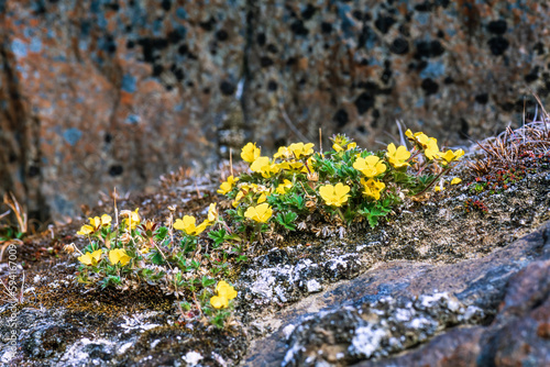 Dwarf mountain cinquefoil flower in arctic