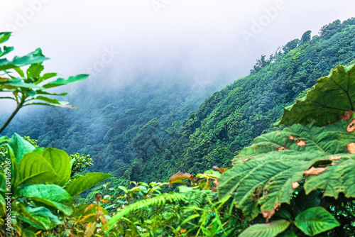 View at a rainforest with low clouds photo