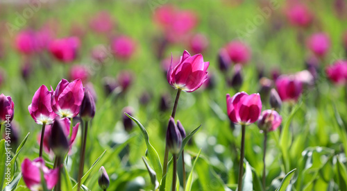 bright tulip buds on a sunlit spring lawn