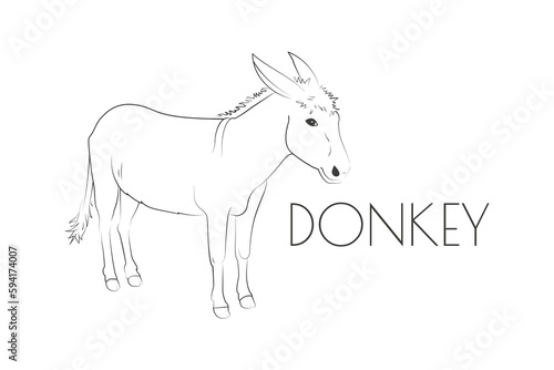 Illustration of a Animal - Donkey  Mammalia