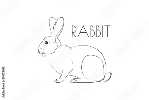 Illustration of a Animal - Rabbit  Mammalia