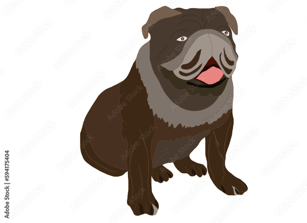 Obraz premium The most good breed of dogs is the Bulldog in brown color and chunky meat