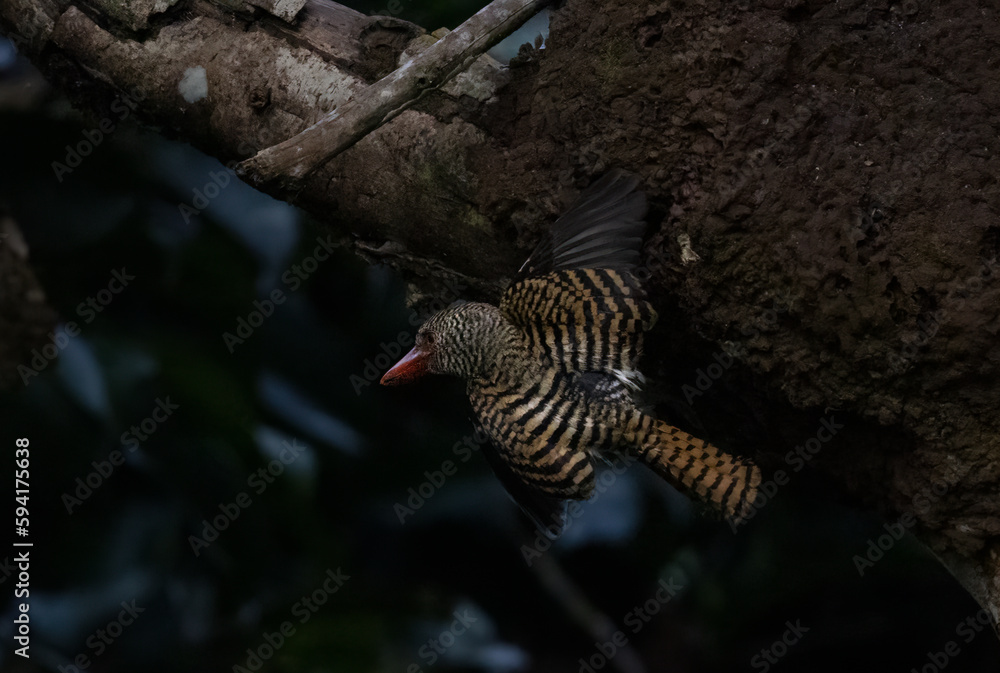 Fototapeta premium The beauty of kingfishers in nature in Thailand.