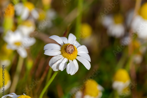 Snail  Cochlea  sits close-up on a white chamomile
