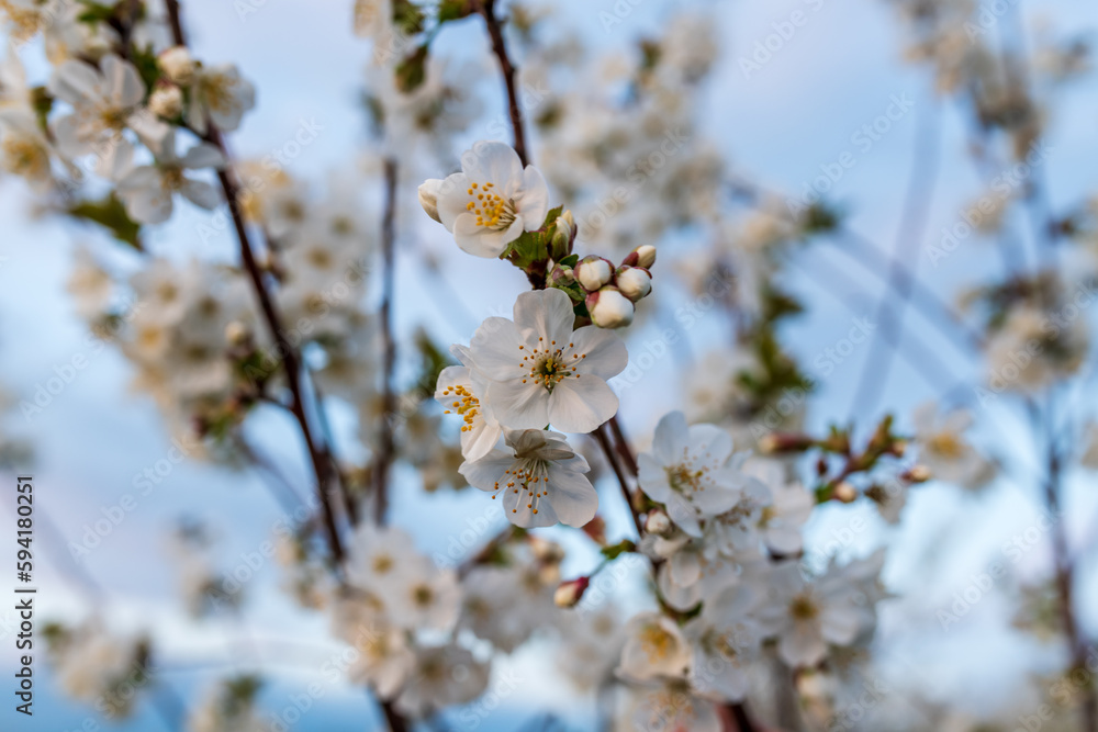 blossom in spring, cherry blossom in spring, cherry