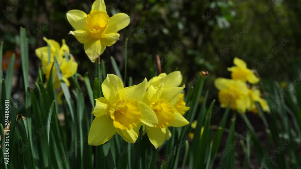 Amazing Yellow Daffodils flower field in green garden . spring background, flower landscape. frame of daffodils flowers Amazing Yellow Daffodils flower field in green garden . spring background, flower landscape. frame of daffodils flowers
