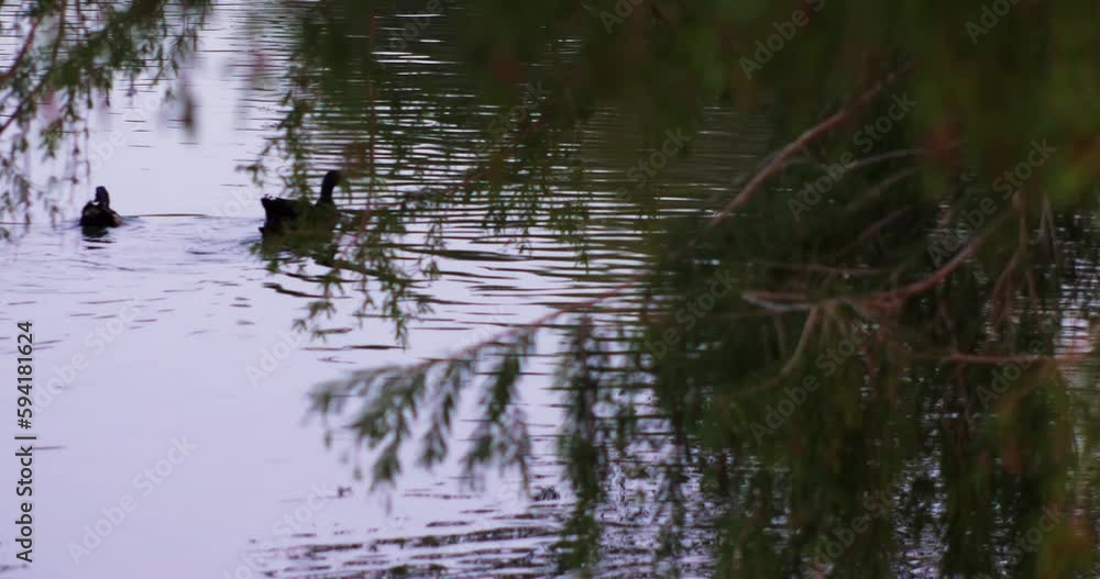 Ducks swimming in a pond with foreground trees and branches Ducks swimming in a pond with foreground trees and branches