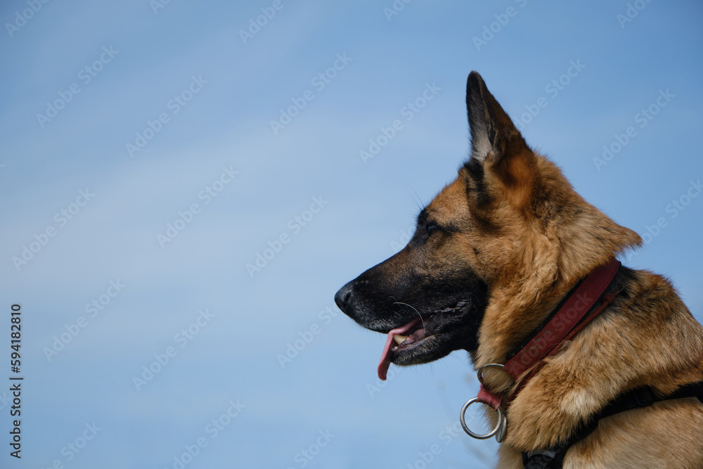 German Shepherd smiles with tongue sticking out against blue sky on warm spring day. Portrait in profile close-up outside. Traveling concept and hiking in mountains with dog. German Shepherd smiles with tongue sticking out against blue sky on warm spring day. Portrait in profile close-up outside. Traveling concept and hiking in mountains with dog.