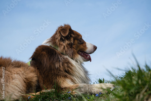 Australian Shepherd lies on green meadow among primroses on warm spring day and smiles. Traveling concept and hiking in mountains with dog. Active and healthy lifestyle. Pet resting during rest stop.