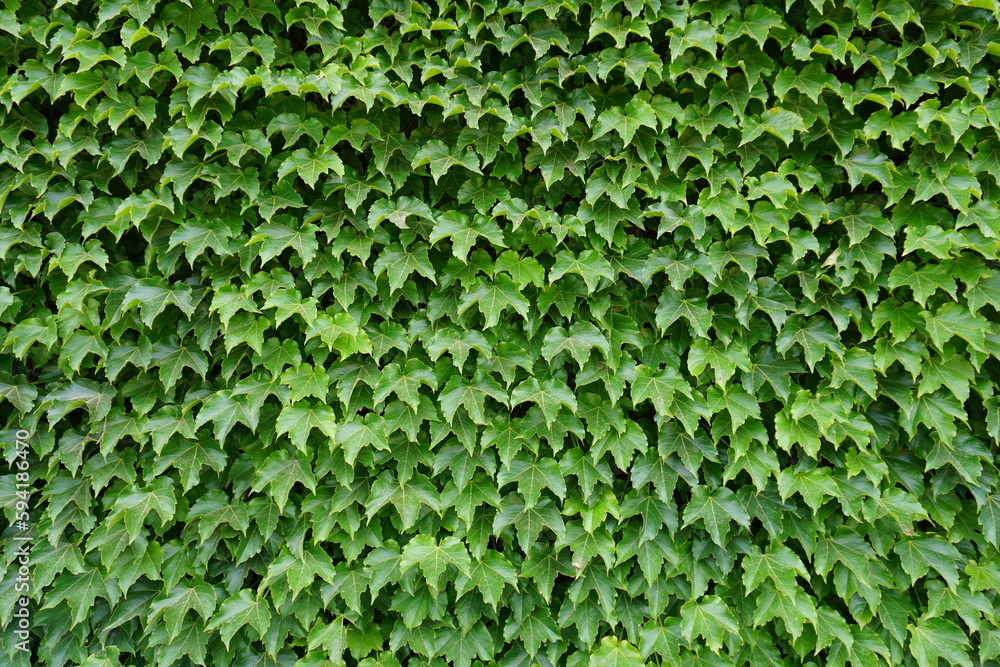 Obraz premium Nice green ivy wall
