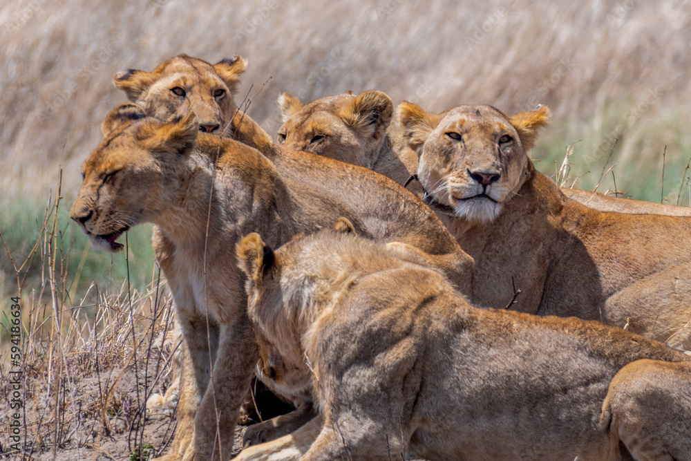 Wild lionesses in the Serengeti National Park in the heart of Africa Wild lionesses in the Serengeti National Park in the heart of Africa