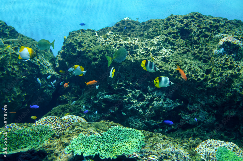 Obraz premium 茨城県ひたちなか市 アクアワールド大洗の海水魚たち