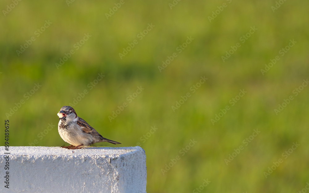 Sparrow eating at sunrise
