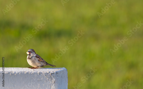 Obraz na płótnie Sparrow eating at sunrise w salonie