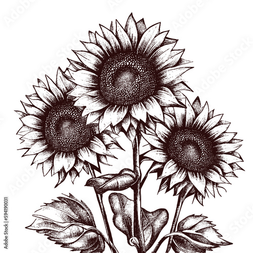 sunflowers vintage illustration